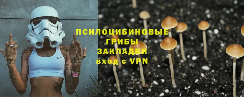 Псилоцибиновые грибы Cubensis  blacksprut ссылки  Болотное 